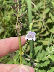 Physostegia angustifolia