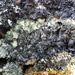 Scholander's Rag Lichen - Photo (c) adeneka, some rights reserved (CC BY-NC), uploaded by adeneka