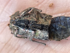 Chalcophora angulicollis
