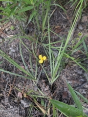 Xyris caroliniana