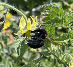 Xylocopa tabaniformis orpifex