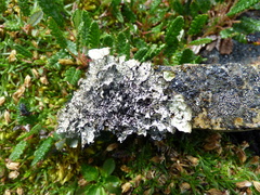 Asahinea scholanderi