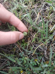 Ornithogalum fimbriatum