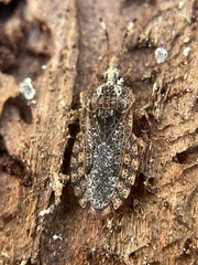 Aradus debilis