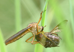 Diogmites sallei