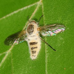 Furia ithacensis