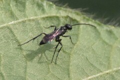 Agenioideus