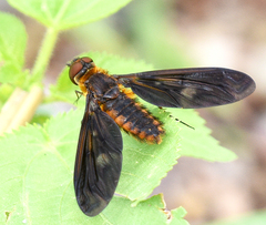 Poecilanthrax ingens