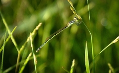 Agriocnemis keralensis