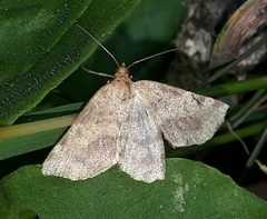 Macaria brunneata
