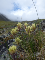 Castilleja hyperborea