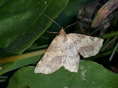 Macaria brunneata