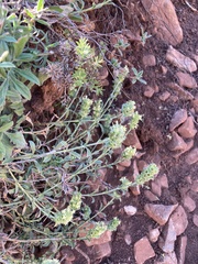 Sideritis hyssopifolia