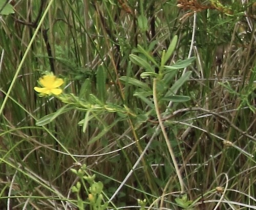 Bushy St. Johnswort (Hypericum densiflorum)