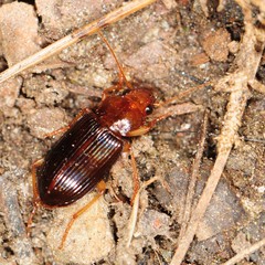 Trichotichnus vulpeculus