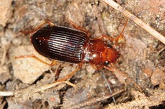 Trichotichnus vulpeculus