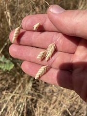 Bromus briziformis