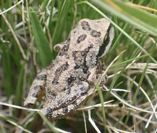 iNaturalist observation photo of Pacific chorus frog