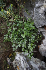 Notobubon galbanum