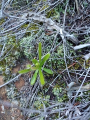 Drosera liniflora