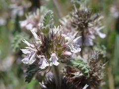 Marrubium supinum