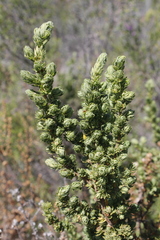 Cliffortia polygonifolia
