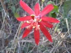 Passiflora cristalina