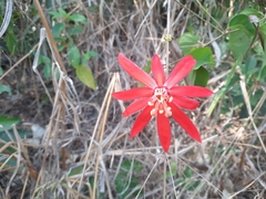 Passiflora cristalina