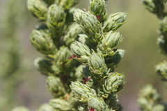 Cliffortia polygonifolia