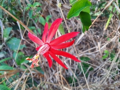 Passiflora cristalina