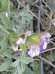 Salvia heldreichiana