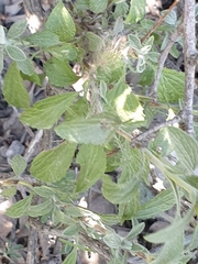 Salvia heldreichiana