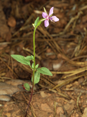 Clarkia lassenensis