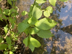 Euonymus occidentalis