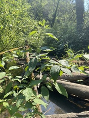 Euonymus occidentalis