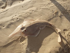 Aptychotrema rostrata