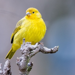 Sicalis flaveola