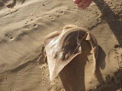 Aptychotrema rostrata