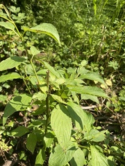 Euonymus occidentalis
