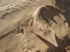 Aptychotrema rostrata