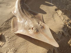 Aptychotrema rostrata