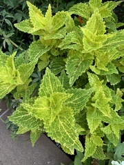 Coleus