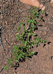 Mirabilis oxybaphoides