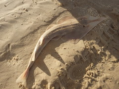 Aptychotrema rostrata