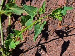 Mirabilis oxybaphoides