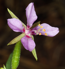 Clarkia lassenensis