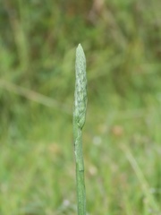 Spiranthes lacera gracilis