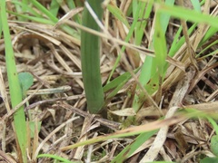 Spiranthes lacera gracilis