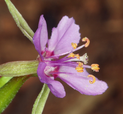 Clarkia lassenensis