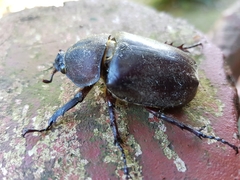 Trypoxylus dichotomus tsunobosonis